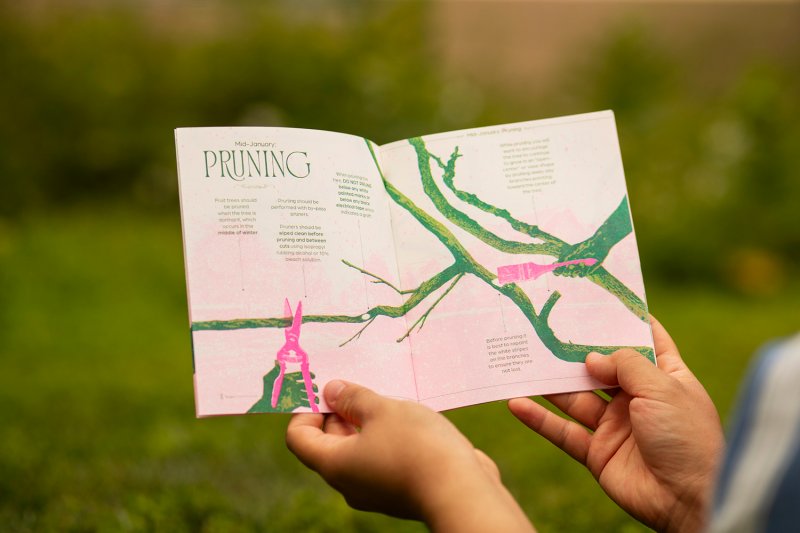 Tree of 40 Fruit Care Guide - Image 3